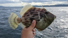 カワハギの釣果