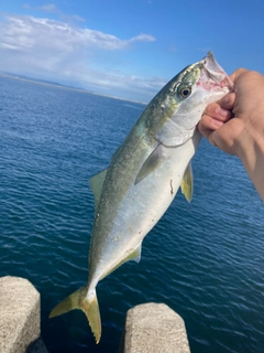 ハマチの釣果