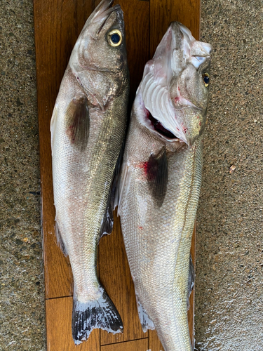 シーバスの釣果