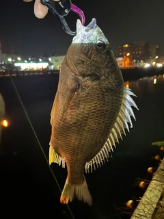 キビレの釣果