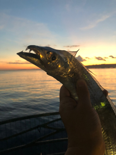 タチウオの釣果