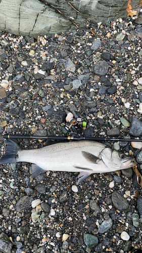 ヒラスズキの釣果