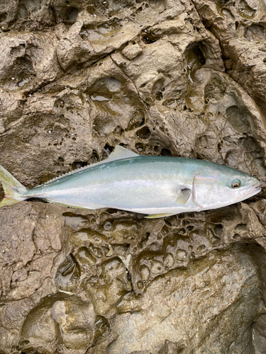 ハマチの釣果