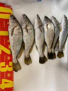 イシモチの釣果