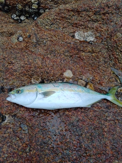 ヤズの釣果