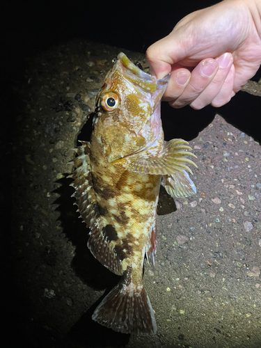 カサゴの釣果