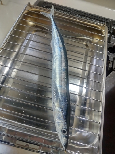 サンマの釣果