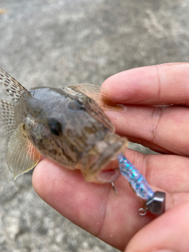 ハゼの釣果