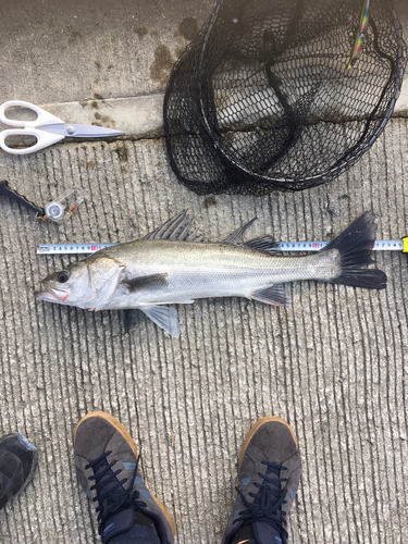 シーバスの釣果