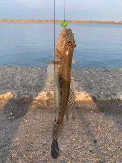 ハゼの釣果