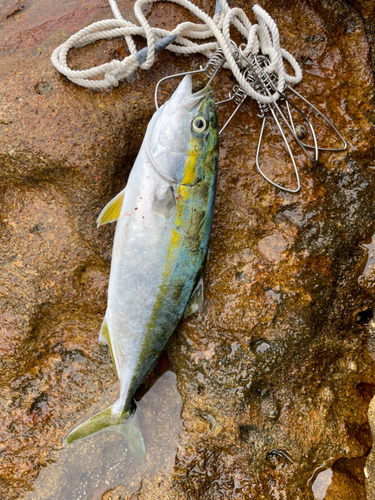 ツバスの釣果