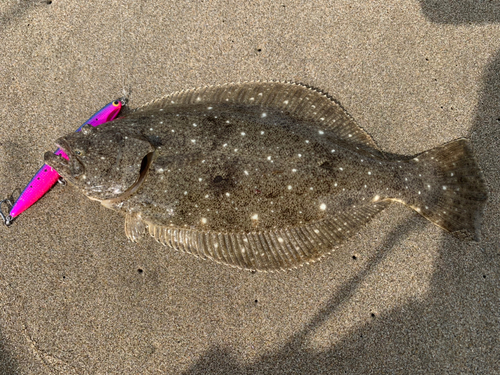 ソゲの釣果