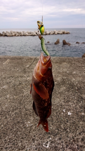 アイナメの釣果