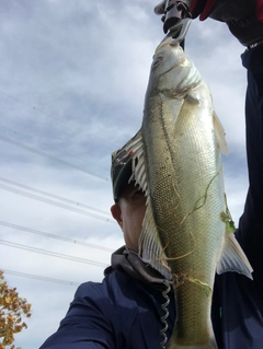 セイゴ（マルスズキ）の釣果