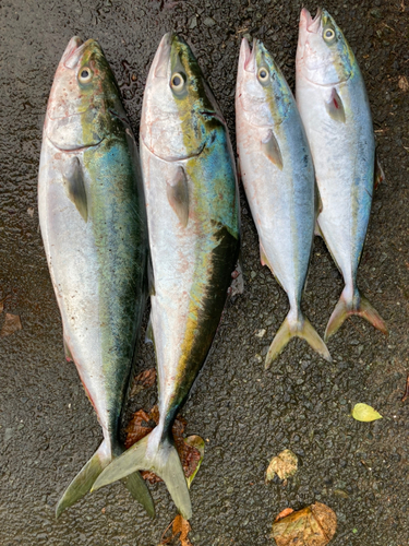 ハマチの釣果