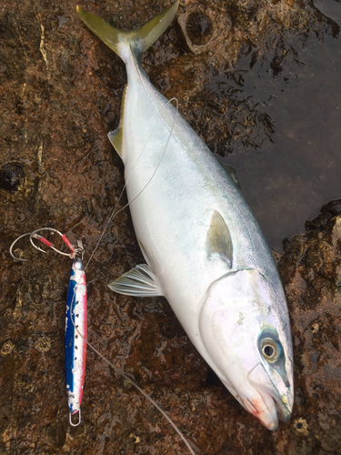 ワカシの釣果