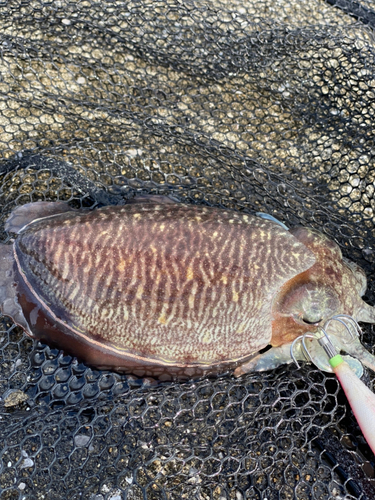 コウイカの釣果