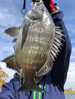 チヌの釣果