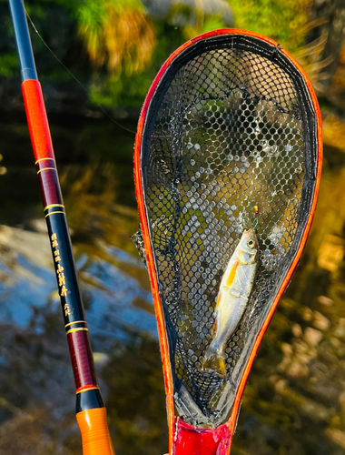 ウグイの釣果