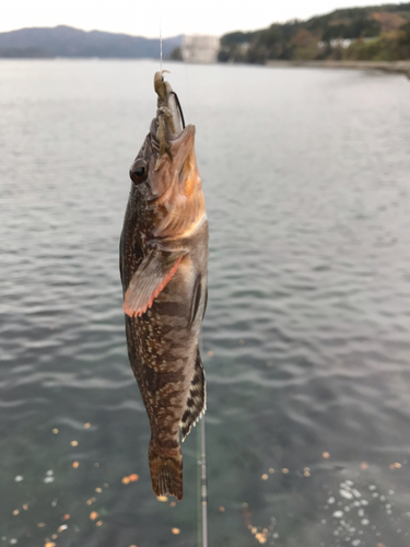 アイナメの釣果