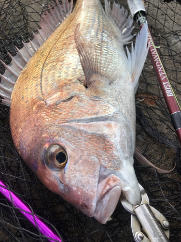 マダイの釣果