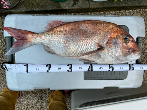 マダイの釣果