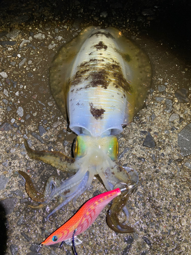 アオリイカの釣果