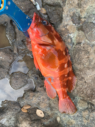 アカハタの釣果