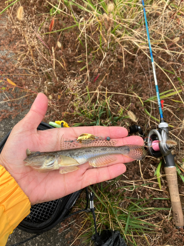 ハゼの釣果