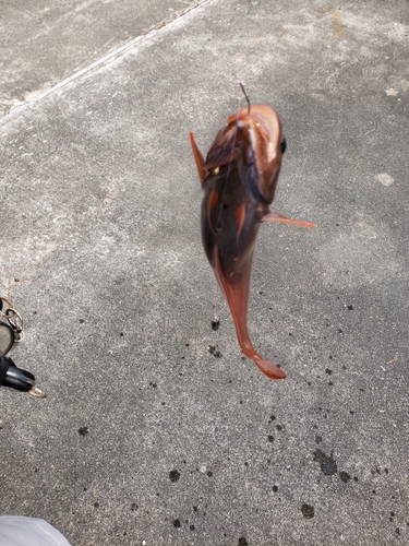 ドンコの釣果