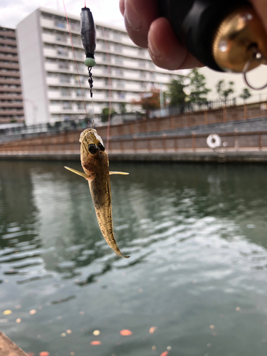 マハゼの釣果