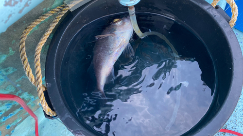 シロムツの釣果