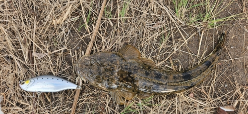 マゴチの釣果