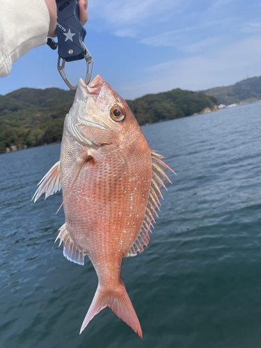 タイの釣果