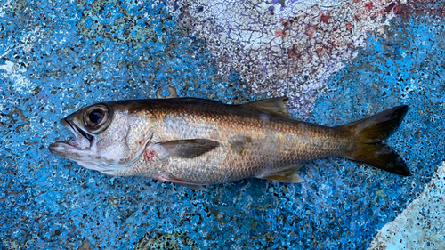 クロムツの釣果