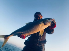 ヒラマサの釣果