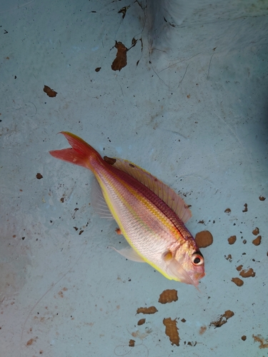 イトヨリダイの釣果