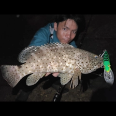 チャイロマルハタの釣果