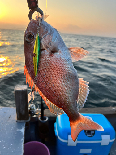 マダイの釣果