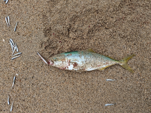 ハマチの釣果