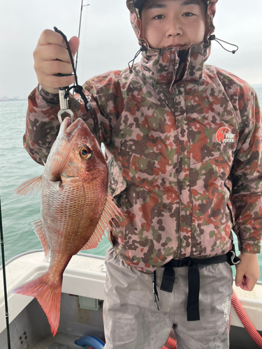 マダイの釣果