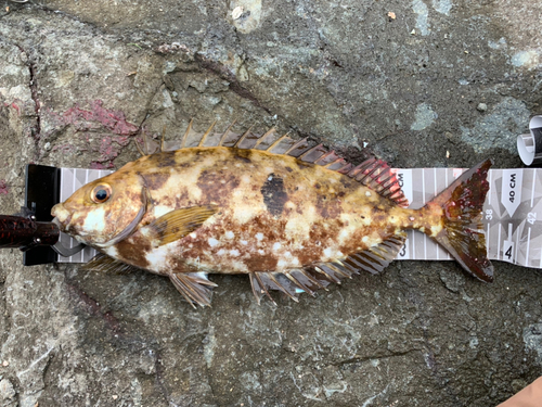 アイゴの釣果