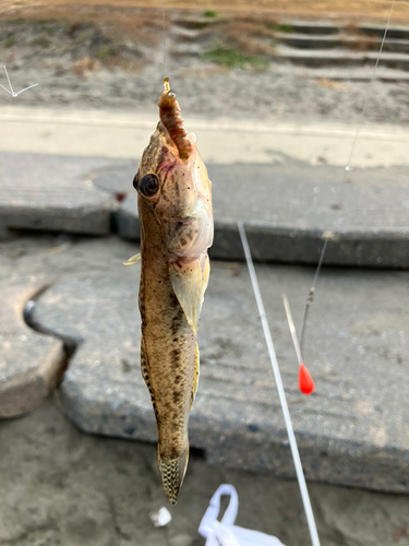 ハゼの釣果