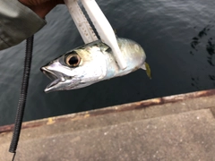 サバの釣果