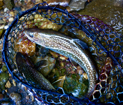 アメマスの釣果