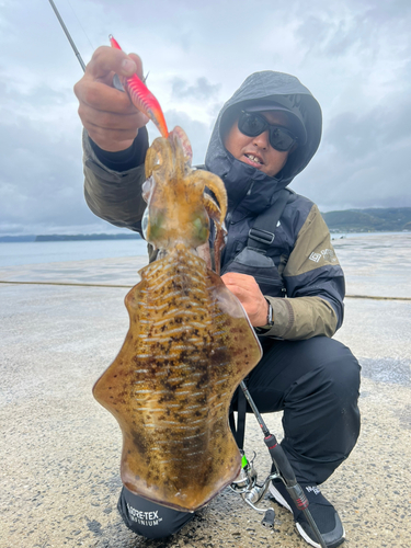 アオリイカの釣果