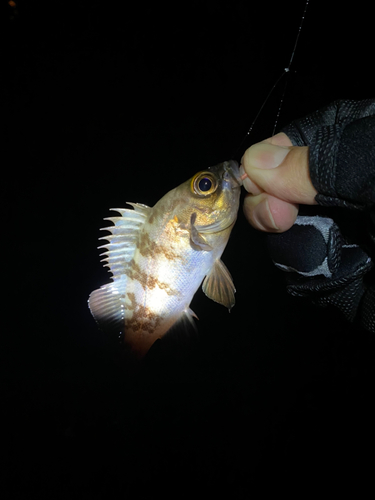 メバルの釣果