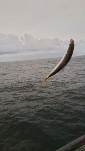 コノシロの釣果