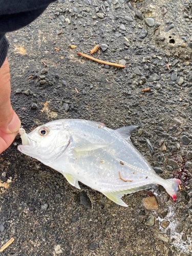 メッキの釣果