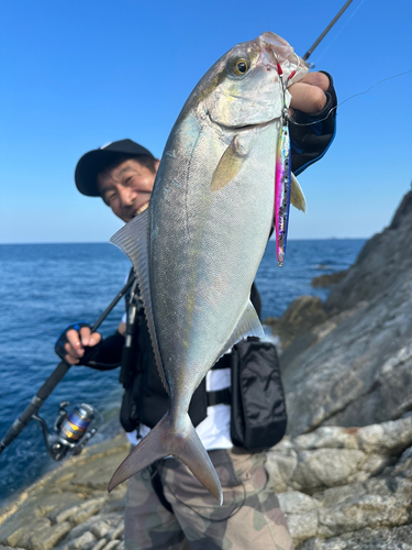 カンパチの釣果